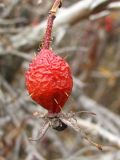 Rosa rubiginosa