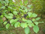 Rhamnus davurica