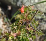 Rosa koreana