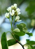 Amelanchier spicata. Побег с соцветием. Санкт-Петербург. 20 мая 2009 г.