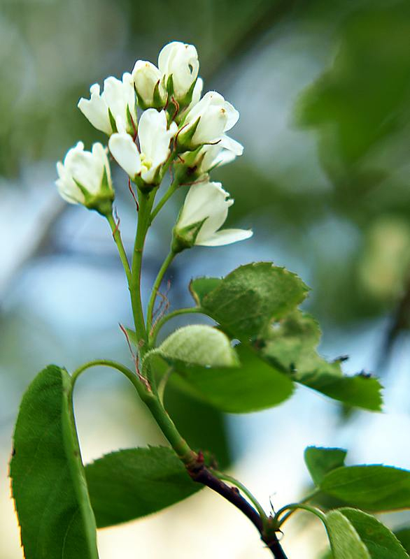 Изображение особи Amelanchier spicata.