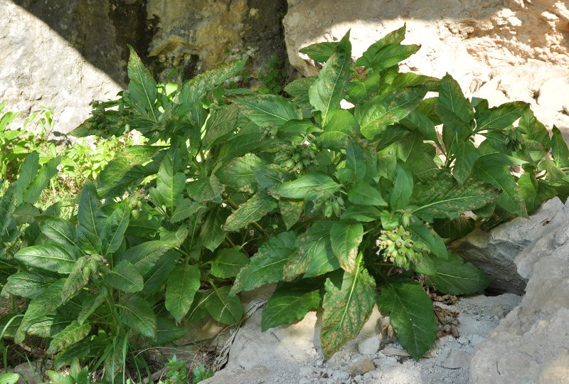 Image of Physochlaina orientalis specimen.