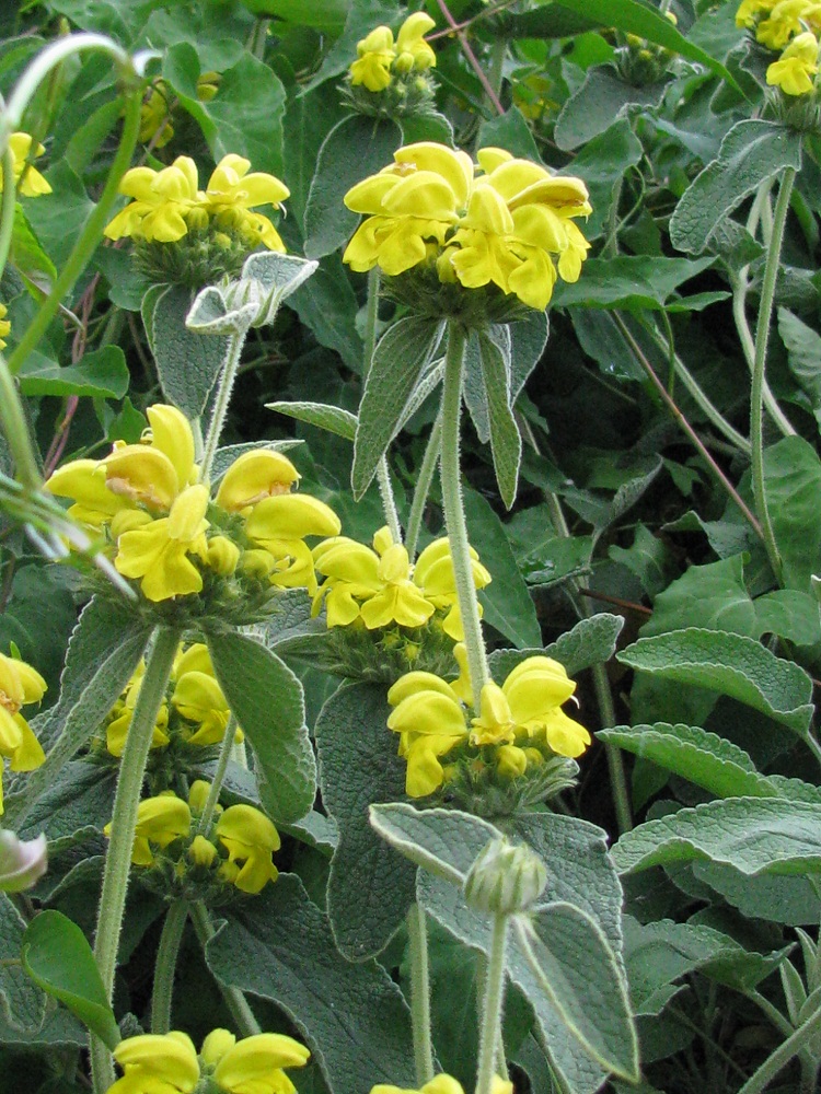 Изображение особи Phlomis fruticosa.