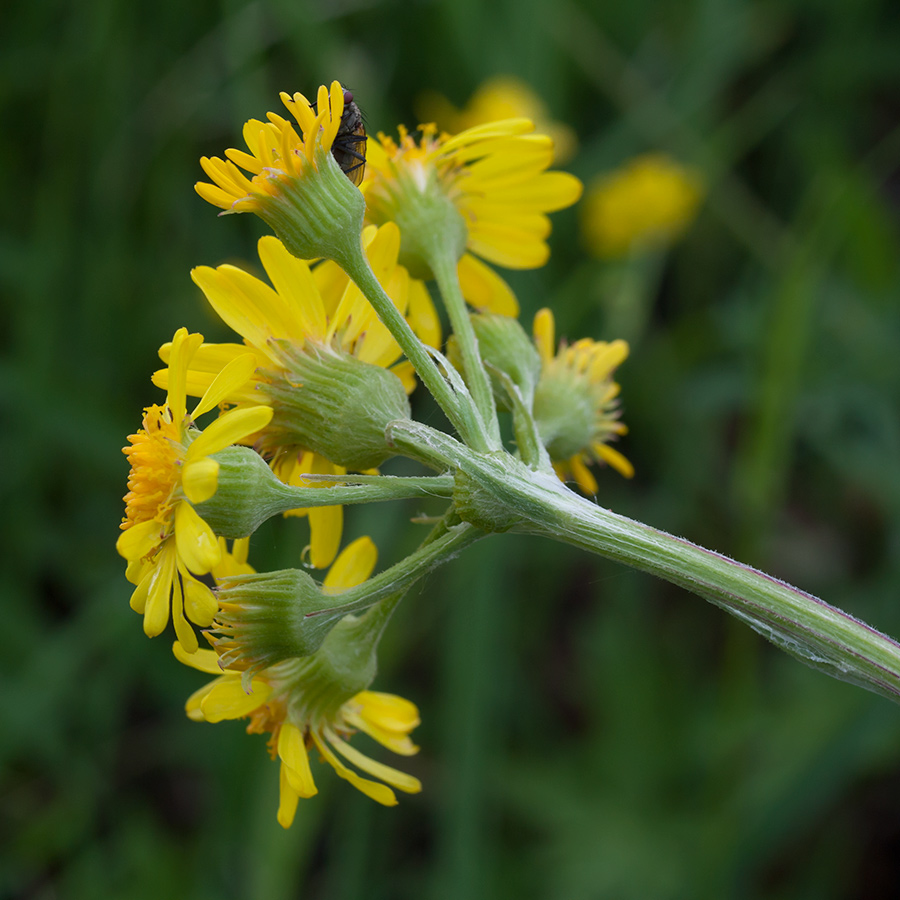 Изображение особи Tephroseris integrifolia.