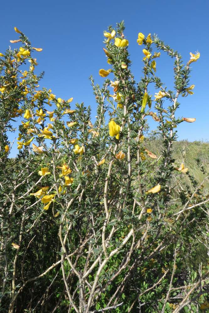 Изображение особи Caragana leucophloea.