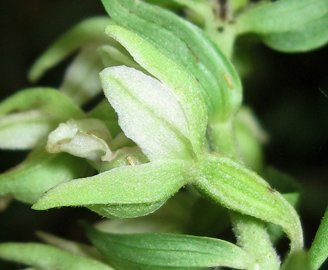 Image of Epipactis krymmontana specimen.