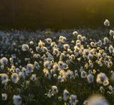 Eriophorum vaginatum