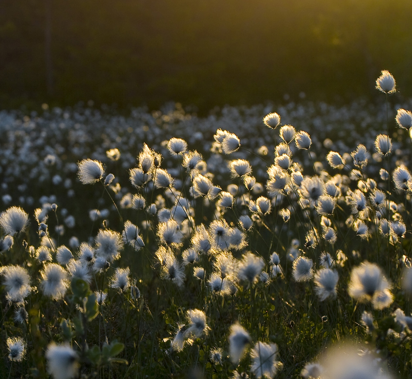 Изображение особи Eriophorum vaginatum.