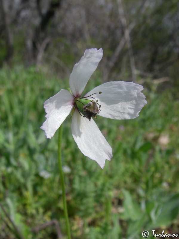 Image of Papaver albiflorum specimen.