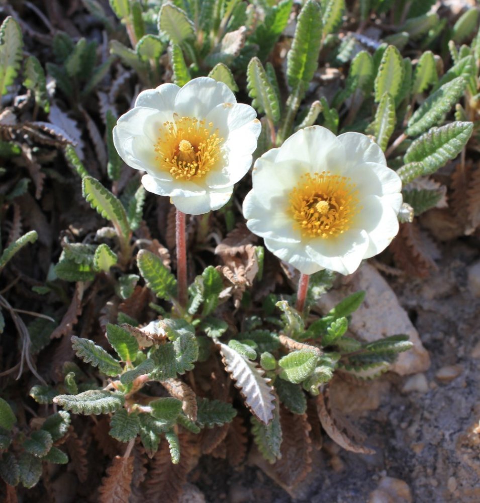 Image of Dryas sumneviczii specimen.