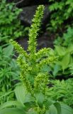 Veratrum oxysepalum. Верхушка побега с соцветием. Камчатский край, Ключевская группа вулканов, окрестности перевала Толуд. 19.07.2013.