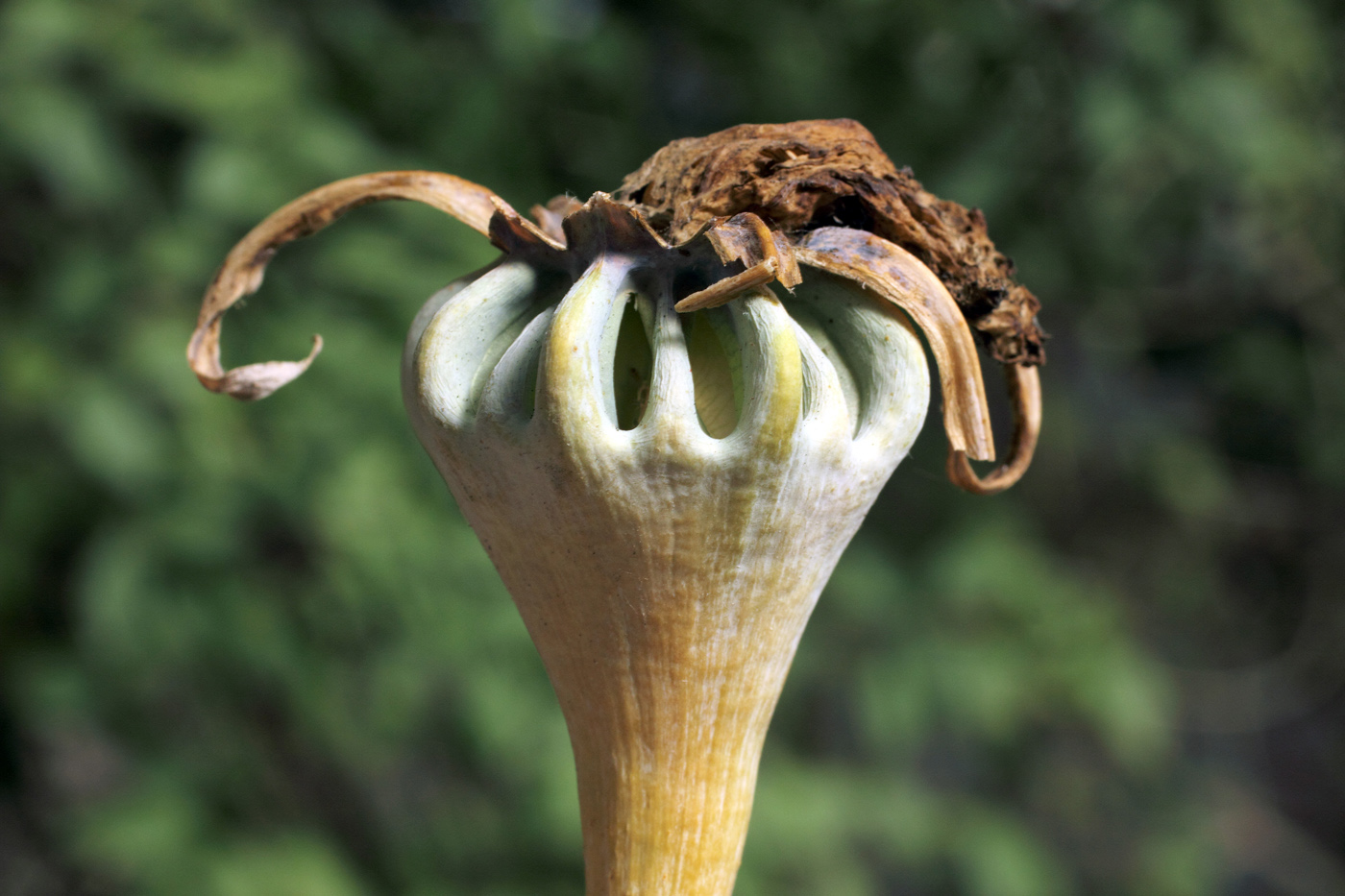 Image of Ostrowskia magnifica specimen.