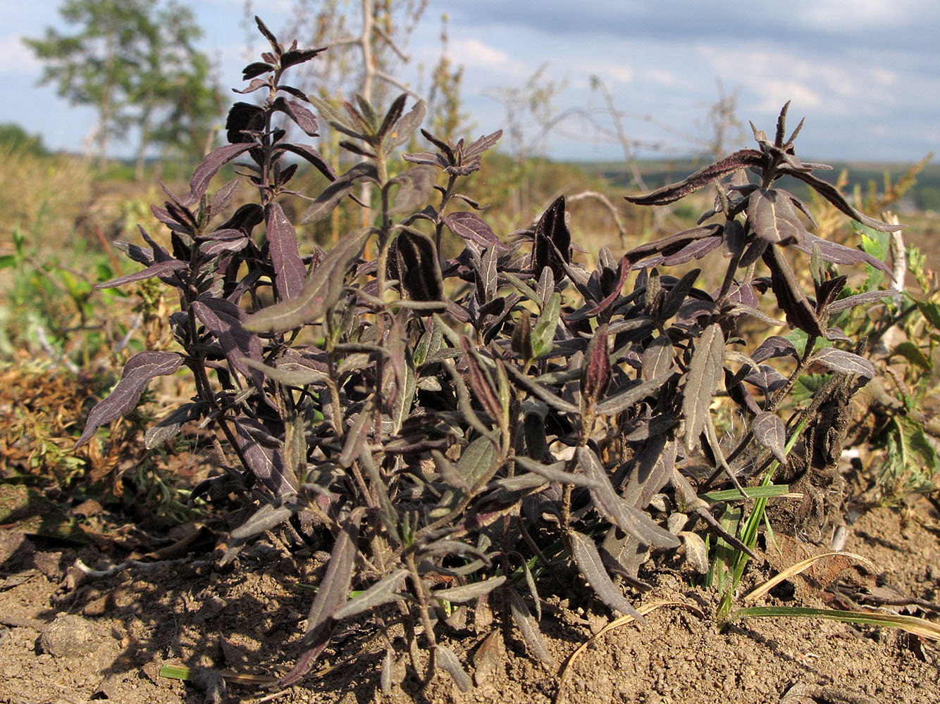 Image of Teucrium chamaedrys specimen.