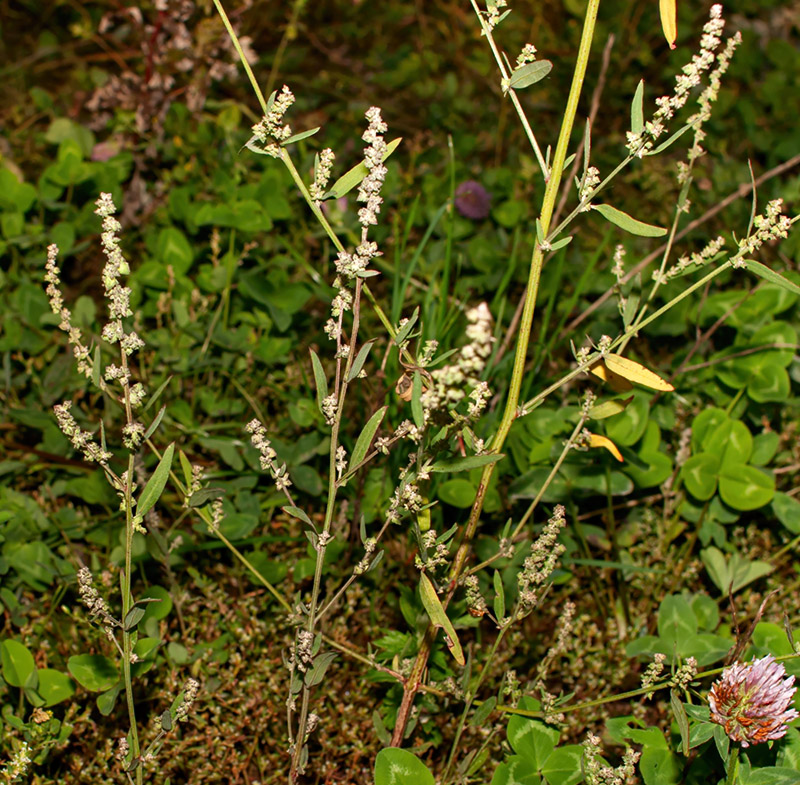 Image of Atriplex patula specimen.