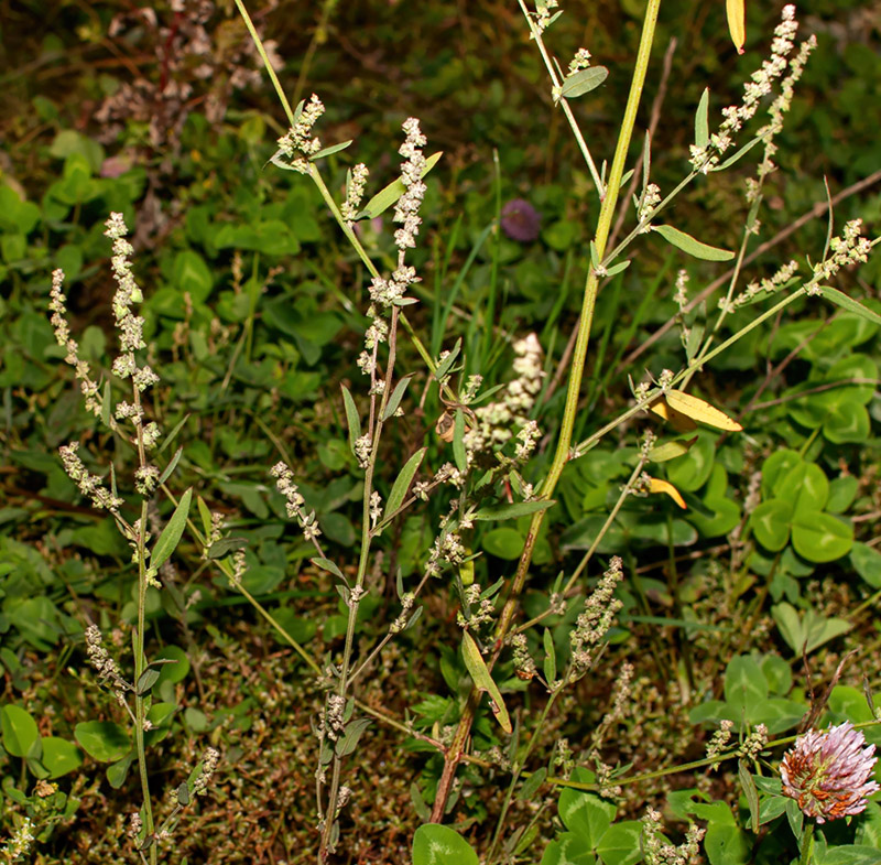 Изображение особи Atriplex patula.