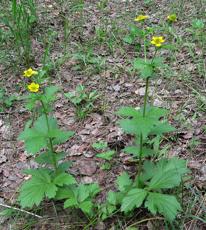 Изображение особи Geum urbanum.