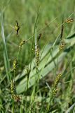 Carex melanostachya