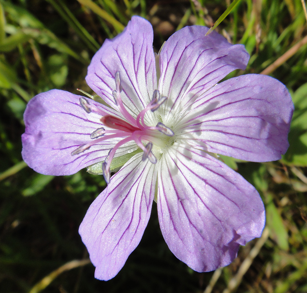 Image of Geranium wlassovianum specimen.