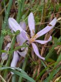 Colchicum autumnale. Отцветающий цветок. Ленинградская обл., Волосовский район, луг на известняке. 29.09.2013.