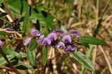 Hovea acutifolia. Верхушка побега c цветками. Австралия, г. Брисбен, Griffith university, Nathan campus. 31.07.2013.