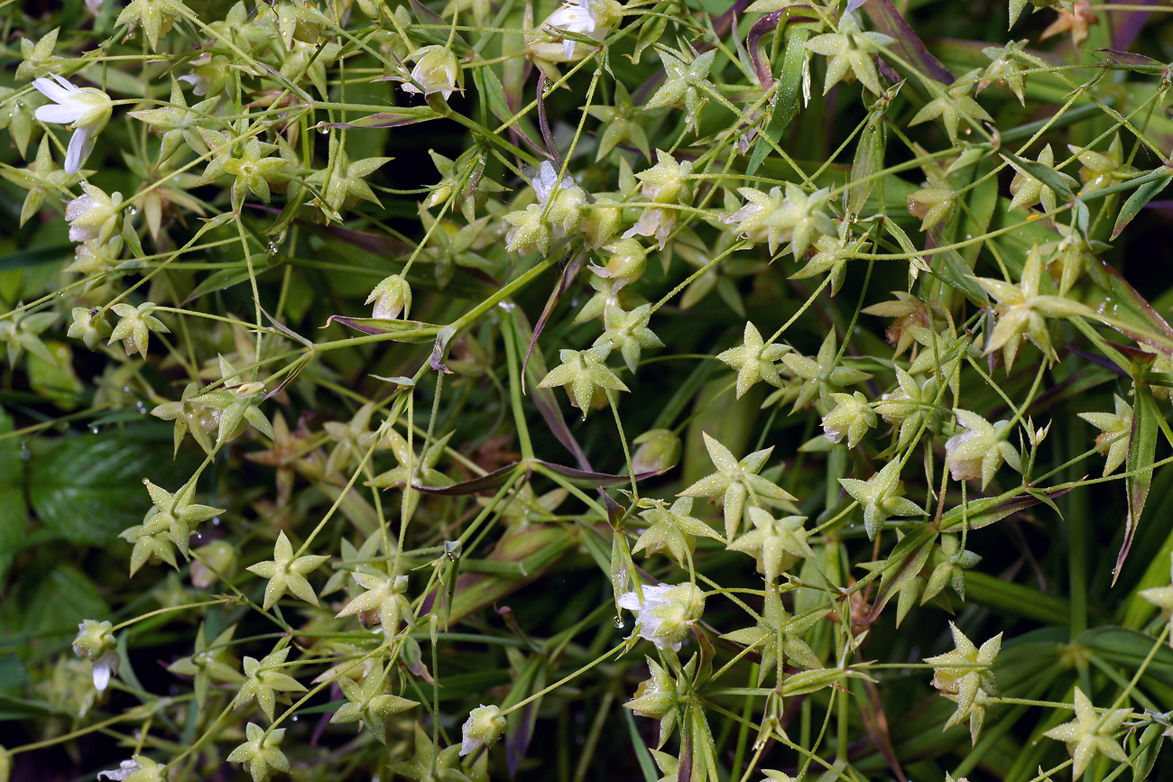 Image of Stellaria holostea specimen.