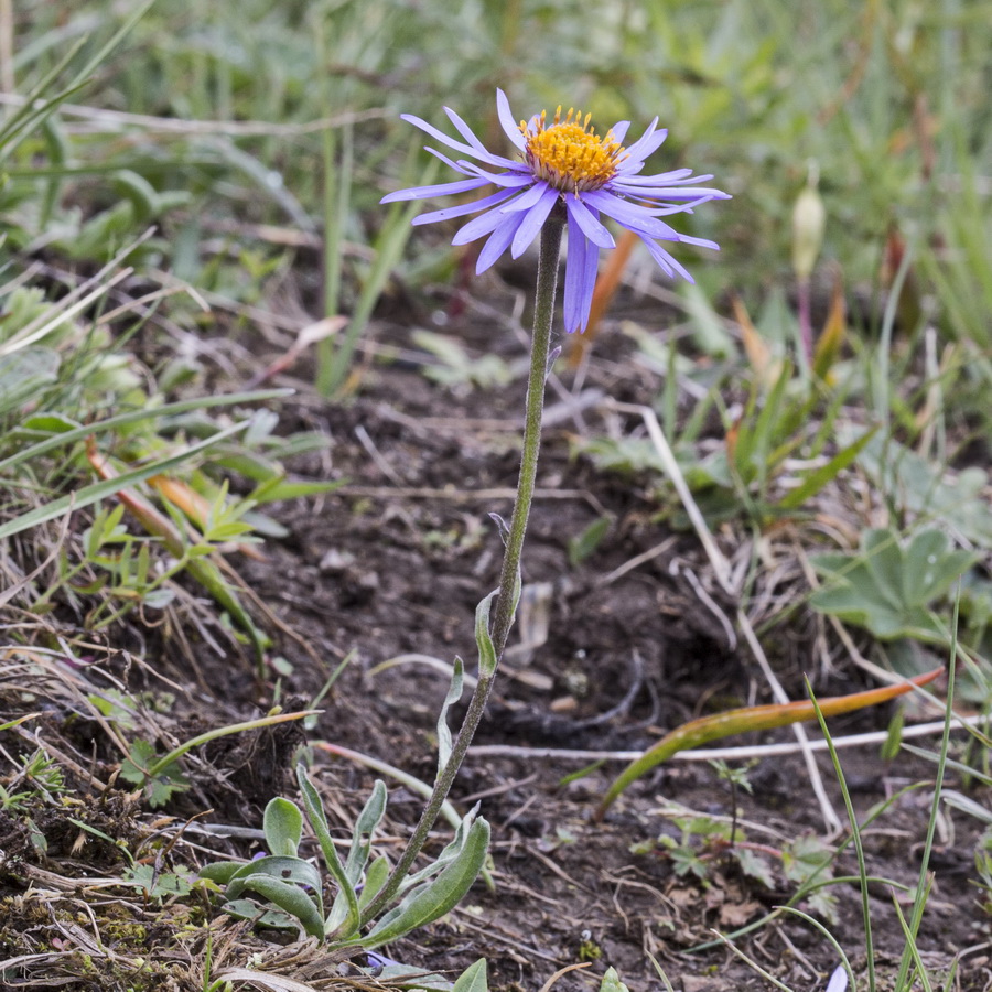 Image of Aster vvedenskyi specimen.