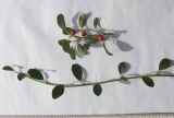 Cotoneaster dammeri var. radicans