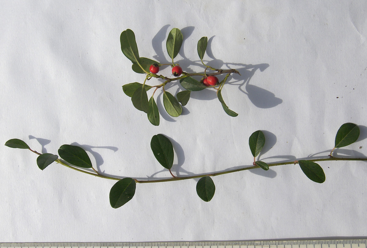 Image of Cotoneaster dammeri var. radicans specimen.