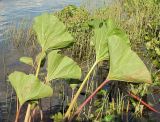 Petasites radiatus