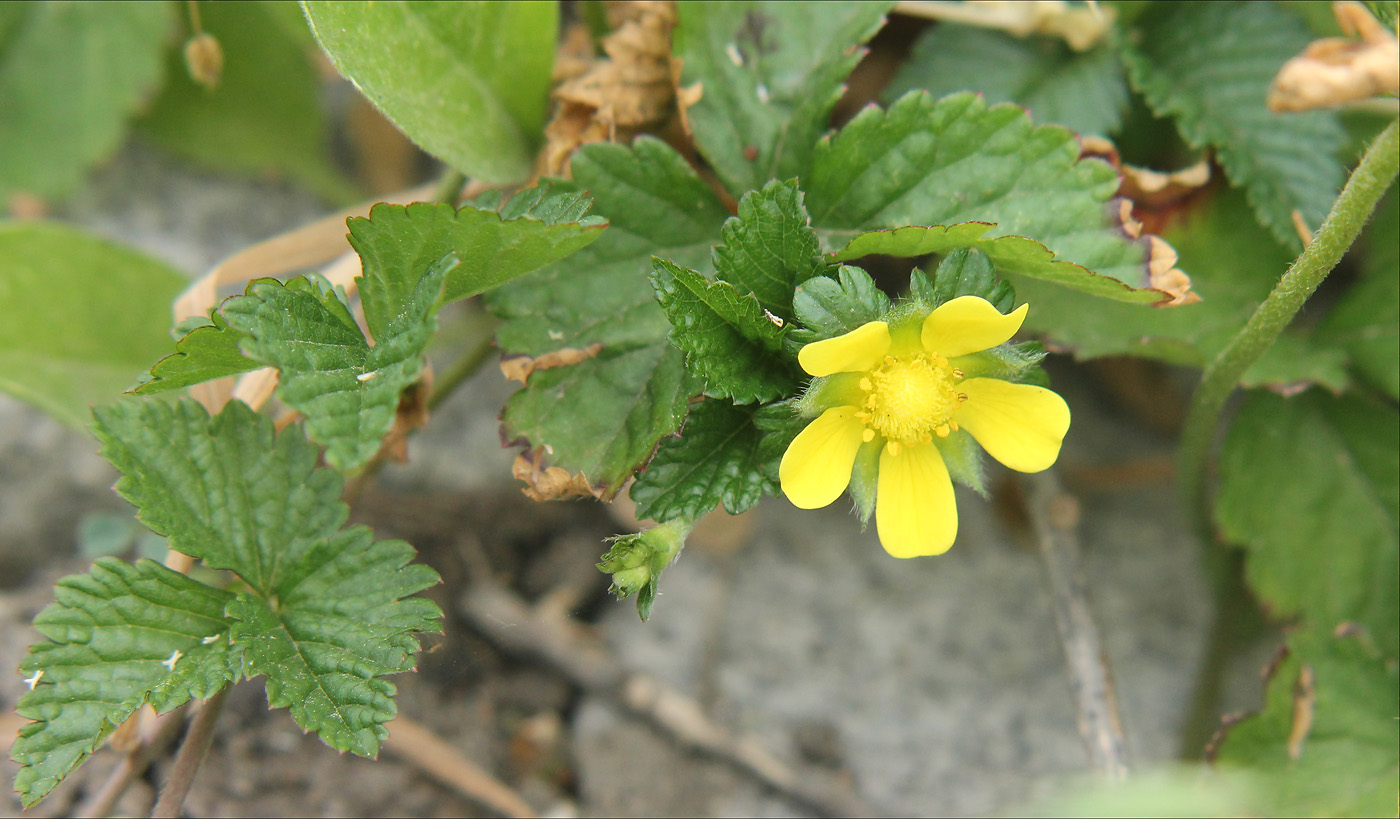 Изображение особи Duchesnea indica.