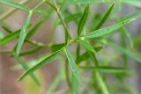 Cenolophium fischeri. Часть листа. Карелия, Лоухский р-н, окр. пос. Чкаловский, Белое море, о. Чернышёв. 15.06.2013.