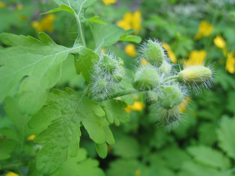 Изображение особи Chelidonium majus.