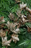 Thuja plicata. Шишечки. Германия, г. Дюссельдорф, Ботанический сад университета. 14.08.2013.