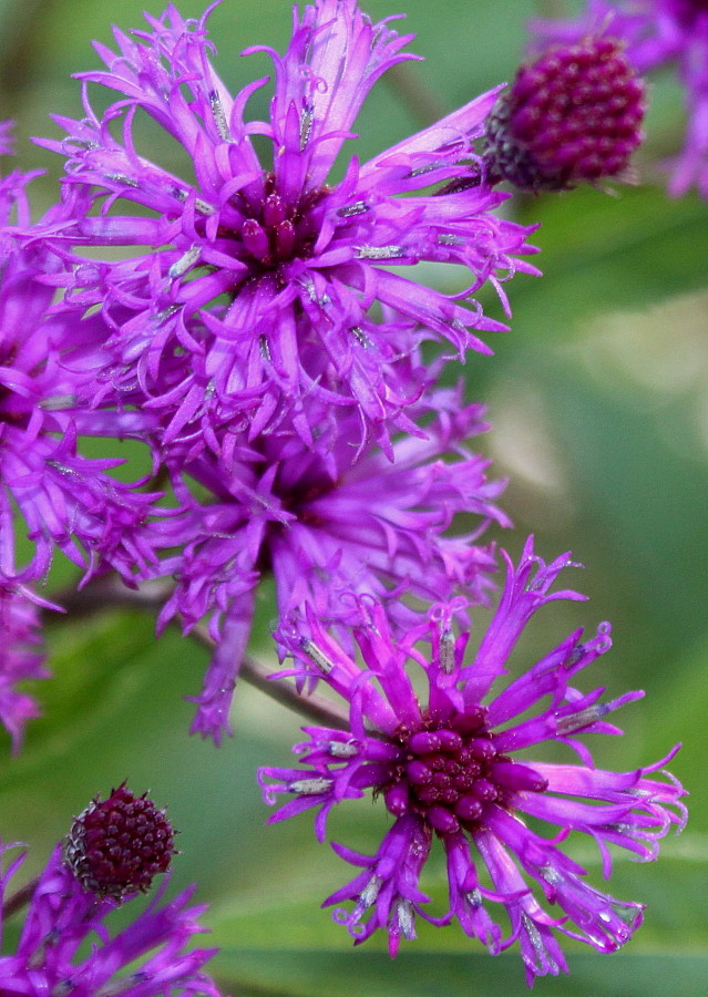 Изображение особи Vernonia gigantea.