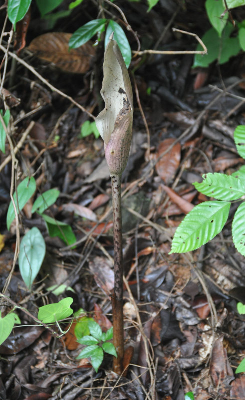 Image of genus Amorphophallus specimen.