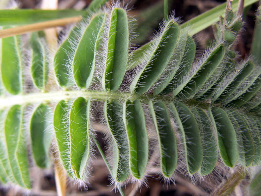 Изображение особи род Astragalus.