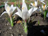 Crocus fleischeri