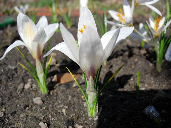 Image of Crocus fleischeri specimen.