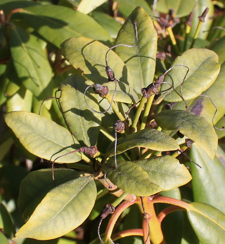 Image of Rhododendron catawbiense specimen.