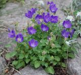 Campanula carpatica