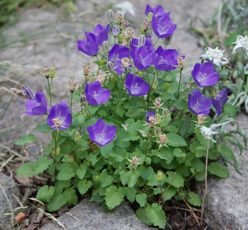 Image of Campanula carpatica specimen.