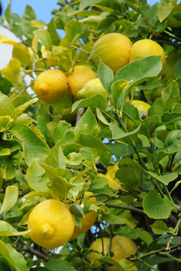 Image of Citrus limon specimen.