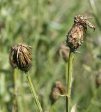 Chartolepis intermedia. Верхушки побегов с соплодиями. Восточный Казахстан, Уланский р-н, окр. с. Украинка. 19.08.2012.
