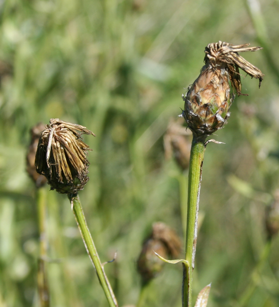 Изображение особи Chartolepis intermedia.