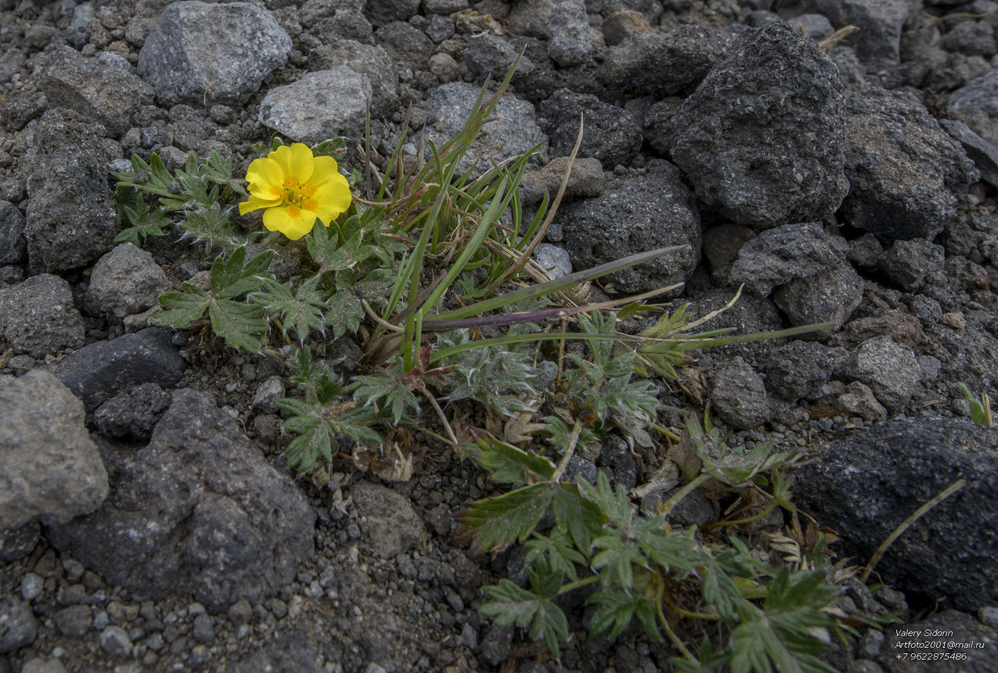 Изображение особи Potentilla vulcanicola.