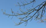 Fraxinus variety coriacea