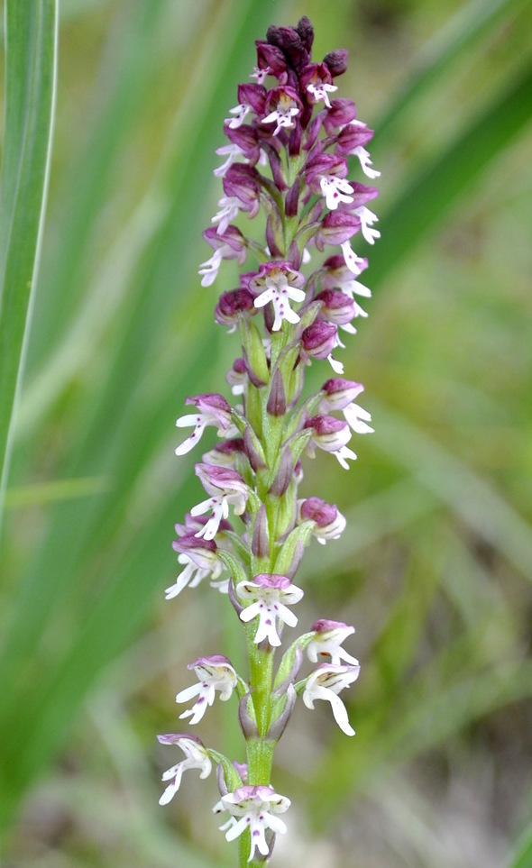 Image of Neotinea ustulata specimen.