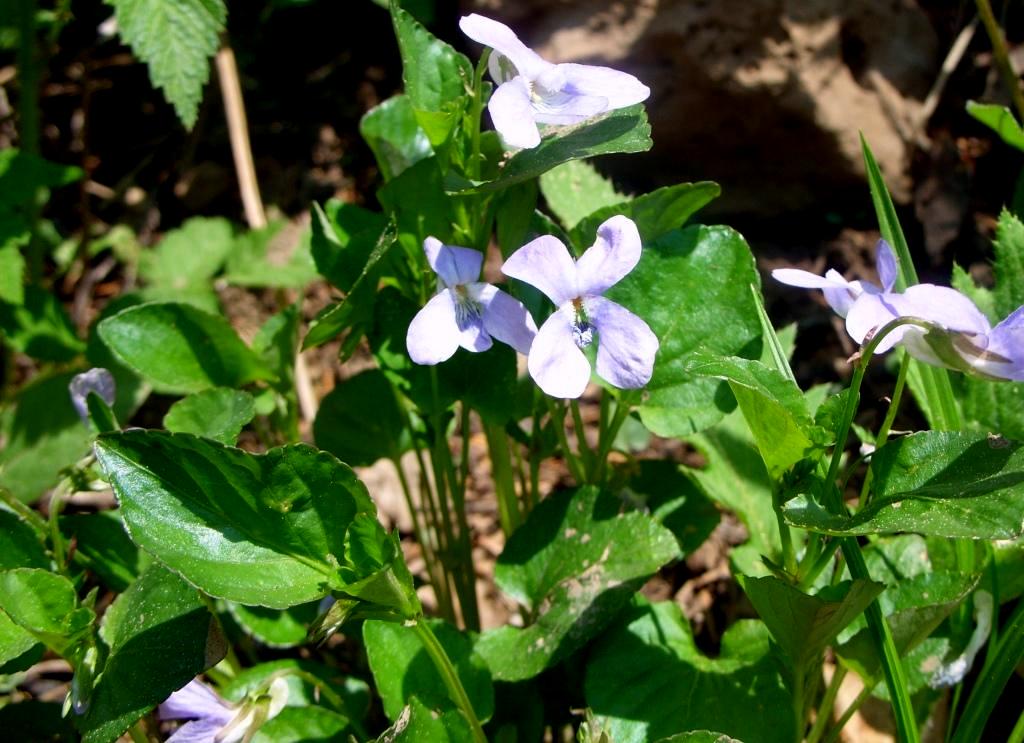 Изображение особи Viola mauritii.