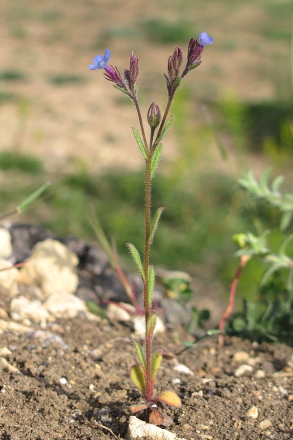 Image of Anchusa thessala specimen.