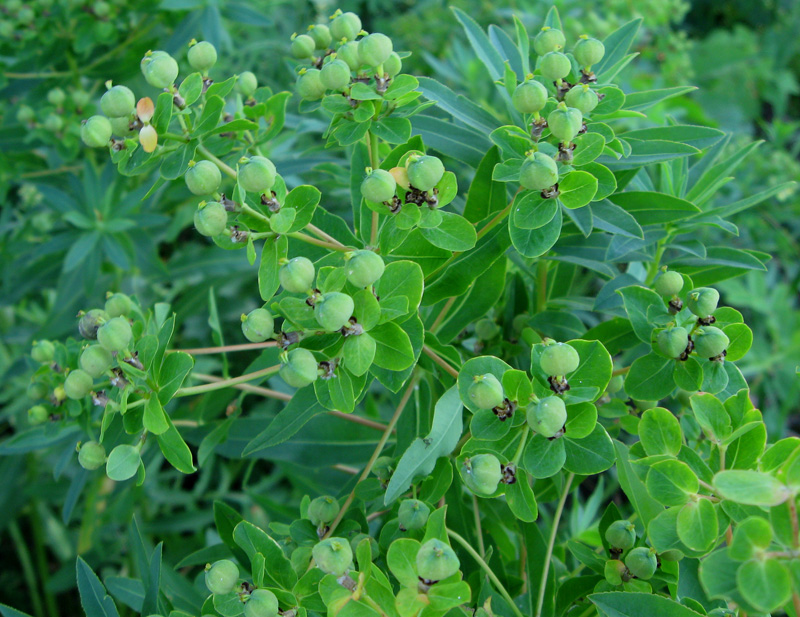 Изображение особи Euphorbia semivillosa.